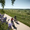 Weinradwege im Süden ganz oben | Radeln durch die Reben