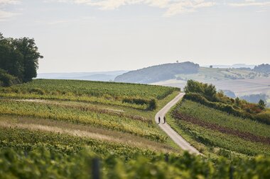 Radfahren im Weinberg in Külsheim, Taubertal, Baden-Württemberg, Deutschland | © Stefan Leitner