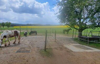 Ferien auf dem Ponyhof