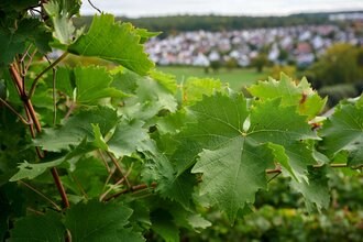 Gästehaus "Schäferstraße" | © Kraichgau-Stromberg Tourismus e.V.
