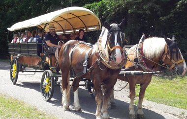 Mit der Kutsche zur Weinerlebnistour "Mit 2 PS durchs Himmelreich" | © Touristikgemeinschaft Hohenlohe e. V. |  Wein & Bett Weihbrecht