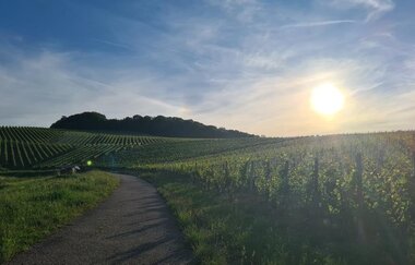 Ausblick Weingut Sommer | © Weingut Sommer
