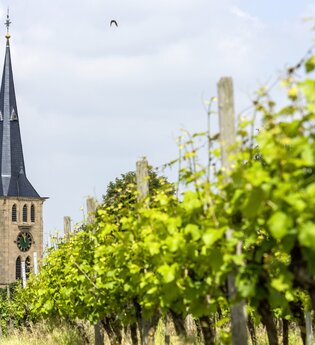 Weinreben bei Talheim | HeilbronnerLand | © Gemeinde Talheim