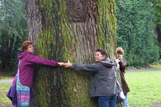 Älteste und größte Libanonzeder in Deutschland | © Landratsamt Rhein-Neckar-Kreis