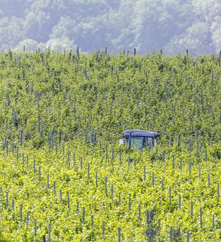 Weinberge in Talheim