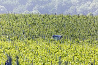 Weinberge in Talheim