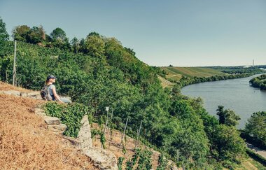 Katzenbeißer Steillagen mit Blick auf den Neckar | Lauffen am Neckar | HeilbronnerLand
