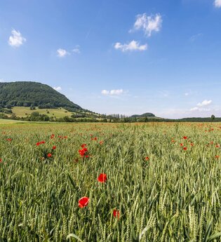 Burg Tierberg | © TMBW