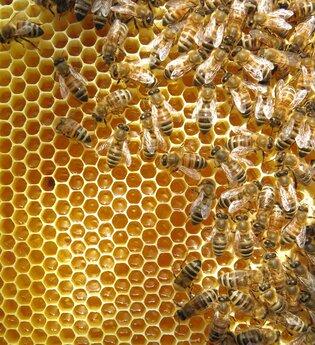 Honigwabe mit Bienen