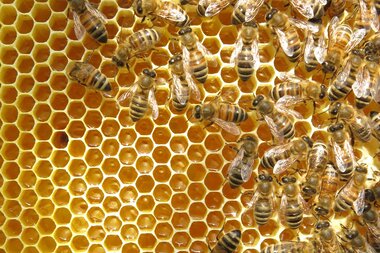 Honigwabe mit Bienen