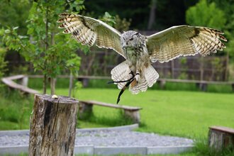 Flugvorführungen und Falkner-Workshops in der Greifvogelanlage am Spatzenwald | Wüstenrot | HeilbronnerLand | © Greifvogelanlage am Spatzenwald
