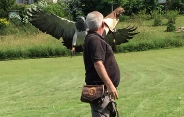 Flugvorführungen und Falkner-Workshops in der Greifvogelanlage am Spatzenwald | Wüstenrot | HeilbronnerLand | © Greifvogelanlage am Spatzenwald