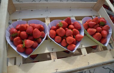 Grötzingers Bauernschänke | Brackenheim-Dürrenzimmern | Erdbeeren | © Neckar-Zaber-Tourismus e.V.