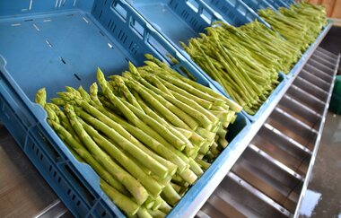 Grötzingers Bauernschänke | Brackenheim-Dürrenzimmern | Spargel | © Neckar-Zaber-Tourismus e.V.