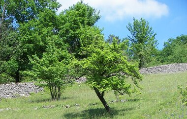 Landschaftsschutzgebiet Hergstbachtal | Möckmühl | HeilbronnerLand