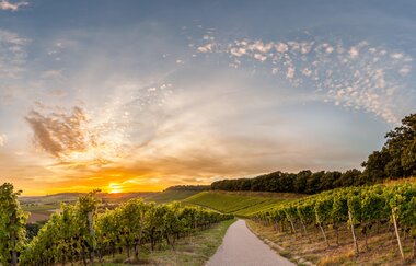 Weinberge Weinsüden Weinort Brackenheim