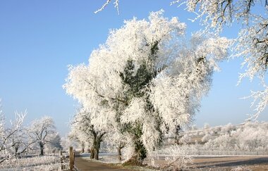 Kernobstallee auf dem Michaelsberg | © BTMV Bruchsal