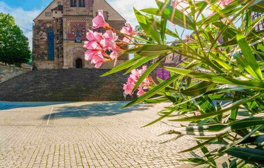 Kirche St. Michael in Schwäbisch Hall mit blühenden Oleander im Vordergrund.