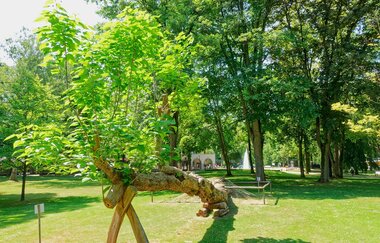 Ein umgekippter Trompetenbaum ist mit einer Stütze wieder aufgerichtet. Trotz dem Sturz wächst der Baum weiter. | © Holger Schmitt