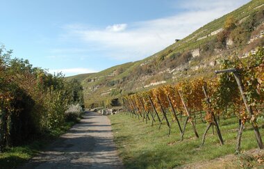Lauffener Steillagen Katzenbeißer