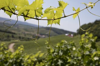 Weinwanderung durch die Weinberge | Weingärtner Stromberg-Zabergäu | Brackenheim | HeilbronnerLand | © Weingärtner Stromberg-Zabergäu eG
