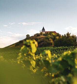Michaelsberg Cleebronn |  HeilbronnerLand