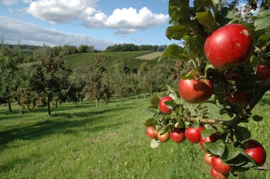 Heimische Streuobstwiesen – abwechslungsreiche Landschaften | © Touristikgemeinschaft HeilbronnerLand e. V.