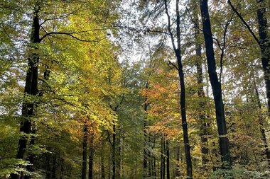 Laubbedeckter Waldweg | © Stadt Sinsheim