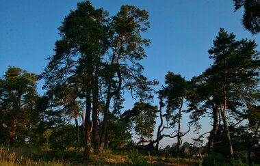 Naturschutzgebiet Sandhausener Dünen | © Landratsamt Rhein-Neckar-Kreis