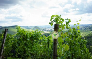 Ökologisches Weingut Schäfer-Heinrich | © Weingut Schäfer-Heinrich
