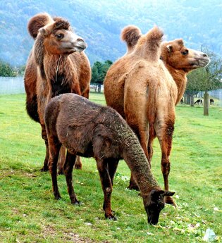Rauch-Zoo | © Stadt Freudenberg