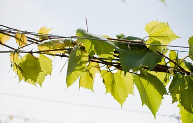Rebschule Ehmer | © Rebschule Ehmer