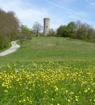 Blick auf die Reichelsburg in Aub. Im Hintergrund ist der Turm zu sehen. Im Vordergrund eine blühende Wiese mit einem Weg. Rechts und links wachsen Bäume und Sträucher. | © Liebliches Taubertal