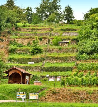 Schauweinberg in Hardthausen am Kocher | HeilbronnerLand