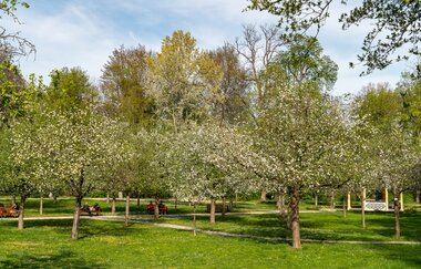 Im Schlosspark stehen mehrere Apfelbäume, die fangen gerade an zu blühen.