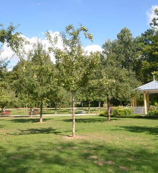 Blick in den von Bäumen gesäumten Schlosspark Bad Mergentheim. Im Hintergrund ist ein Pavillon zu sehen. | © Tourismusverband "Liebliches Taubertal" e.V.