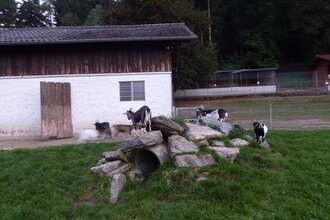 Tierpark Balzfeld Dielheim | © Landratsamt Rhein-Neckar-Kreis