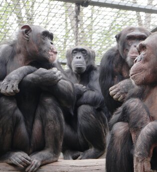 Tierpark Leintalzoo | Schwaigern | HeilbronnerLand | © Leintalzoo