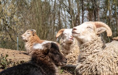 Schafe im Tierpark Leintalzoo | Schwaigern | HeilbronnerLand | © Leintalzoo