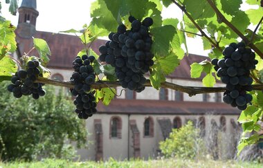 Vinothek Taubertal im Kloster Bronnbach