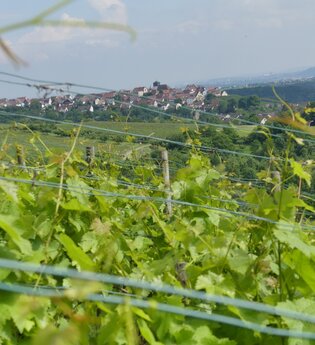 Weinberge Brunnhälde | © Stadt Sachsenheim