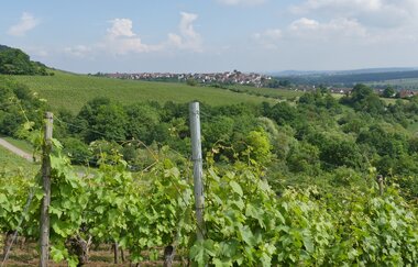 Weinberge Brunnhälde | © Stadt Sachsenheim