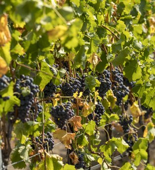 Weingut Able