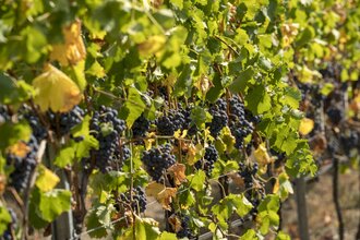 Weingut Able