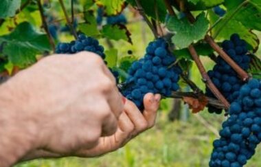 Weingut Adrian Zimmer