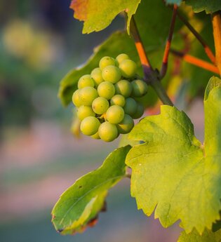 Weingut Albrecht-Gurrath | © Heilbronn Marketing GmbH/Timo Haberl