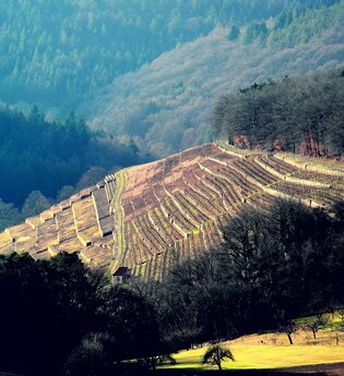 Weingut Alte Grafschaft | © Alte Grafschaft