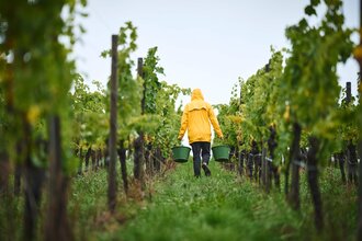 Das Bild zeigt eine Person mit gelber Regenjacke, die zwei grüne Eimer in den Händen trägt und durch eine Rebzeile schreitet. Das Wetter ist trüb, der Boden feucht – ein typischer Tag während der Weinlese im Herbst. Die Szene wirkt ruhig, fast meditativ, | © Tourimia Tourismus GmbH | Stefan Leitner Photography