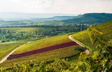 Weingut Holzwarth | © Touristikgemeinschaft HeilbronnerLand e.V.