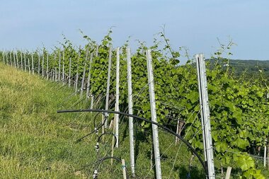 © Weingut Jaggy